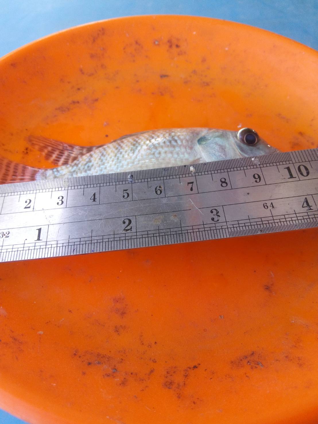 ประมงอำเภอเขาชัยสน ติดตามเกษตรกรที่เข้าร่วม โครงการ 1 ตำบล 1 กลุ่มเกษตรทฤษฎีใหม่ ประจำปี 2564