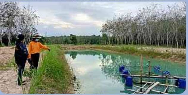 ประมงอำเภอตะโหมด ติดตามเกษตรกรที่เข้าร่วมโครงการ  1 ตำบล 1 กลุ่มเกษตรทฤษฎีใหม่ ปี พ.ศ. 2564..คลิก