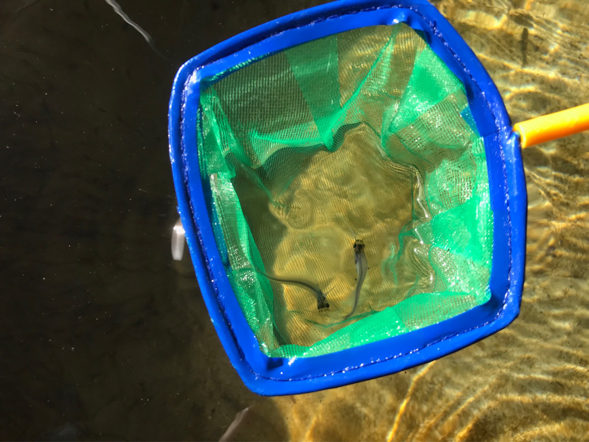 ประมงจังหวัดพัทลุง ลงพื้นที่อำเภอตะโหมดเยี่ยมฟาร์มเกษตรกรผู้เพาะเลี้ยงปลาก้างพระร่วง