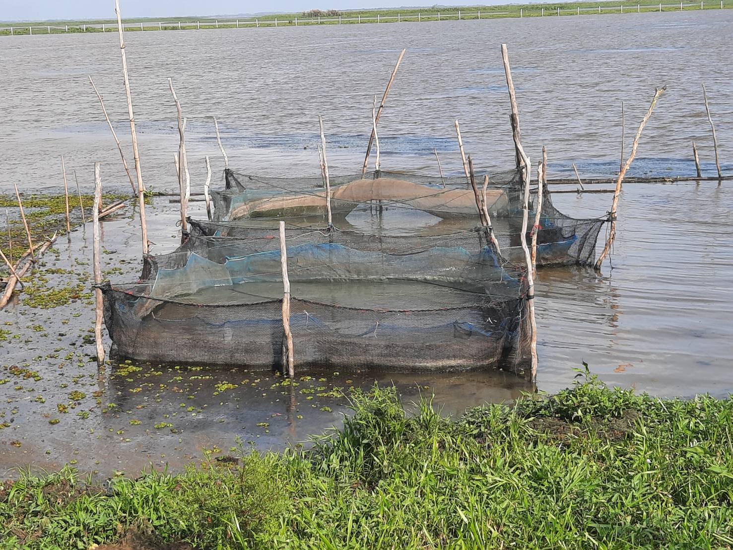 ประมงอำเภอควนขนุน ลงพื้นที่ตรวจสอบการเลี้ยงปลา ในกระชัง ในพื้นที่ทะเลน้อย