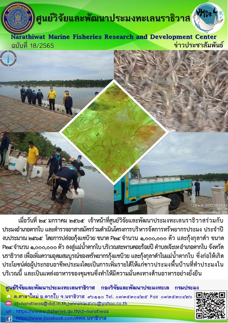 ปล่อยกุ้งแชบ๊วยและกุ้งกุลาดำบริเวณสะพานคอยร้อยปีเพื่อเพิ่มความอุดมสมบูรณ์ของทรัพยากรในแม่น้ำตากใบ..คลิก