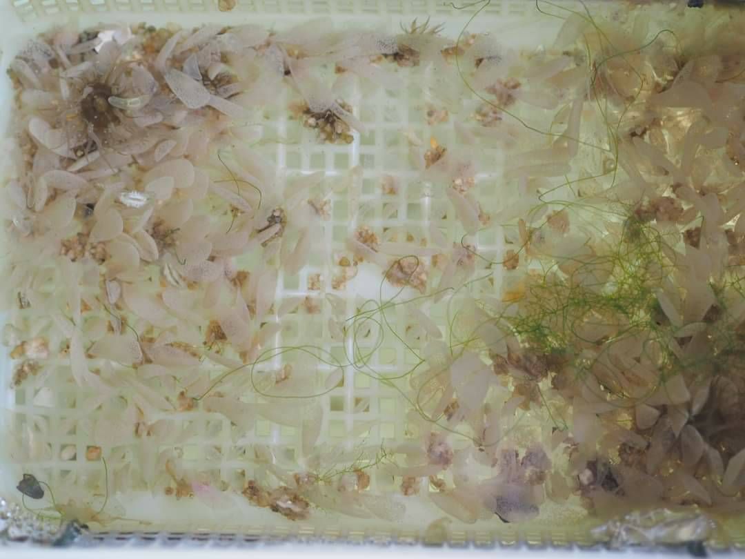 นายเฉลิมชัย สุวรรณรักษ์ รองอธิบดีกรมประมง ตรวจติดตามการปฏิบัติงานด้านการวิจัยและพัฒนาการเพาะเลี้ยงสัตว์น้ำชายฝั่ง