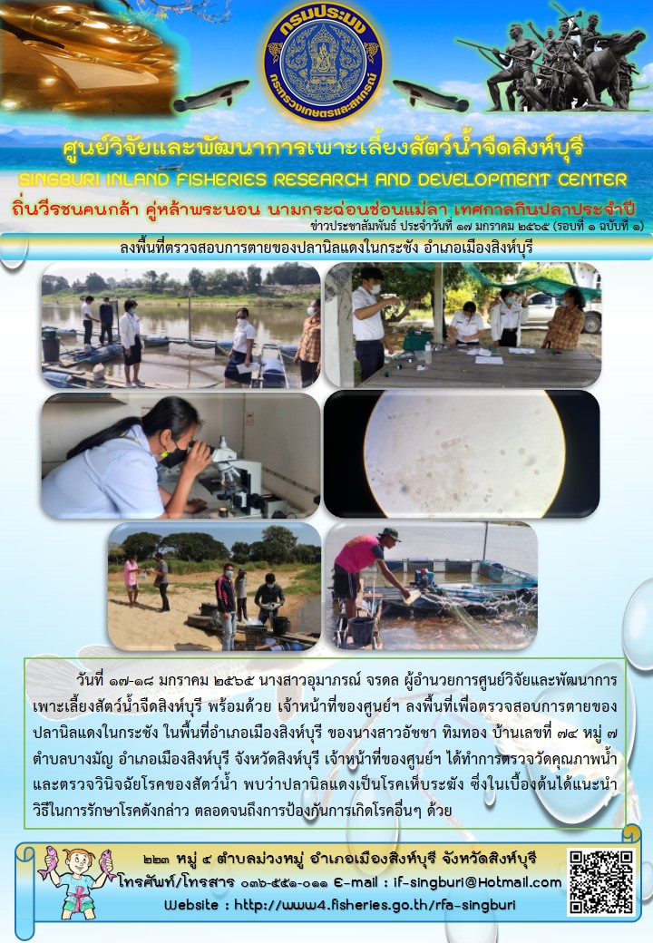 ลงพื้นที่ตรวจสอบการตายของปลานิลแดงในกระชัง อำเภอเมืองสิงห์บุรี..คลิก