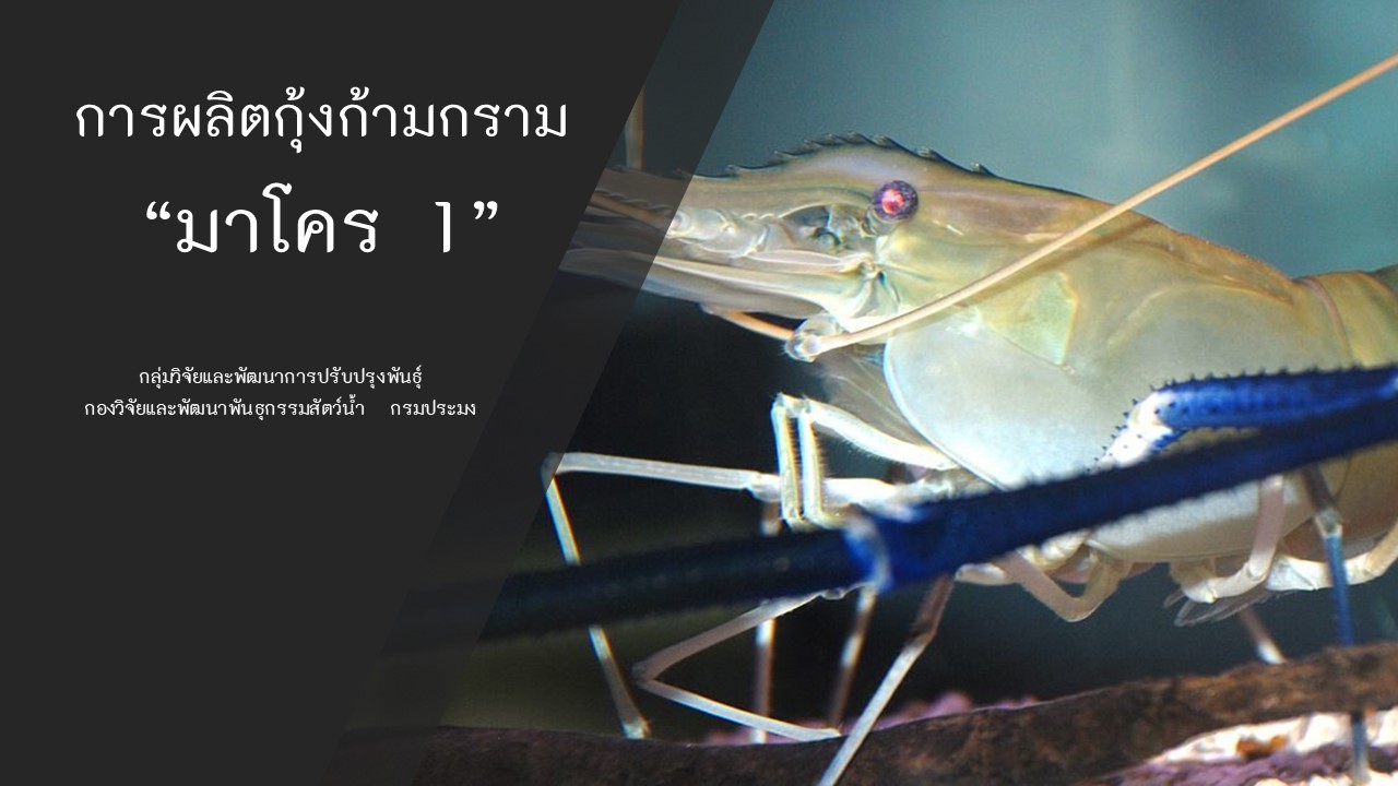 การผลิตกุ้งก้ามกราม 