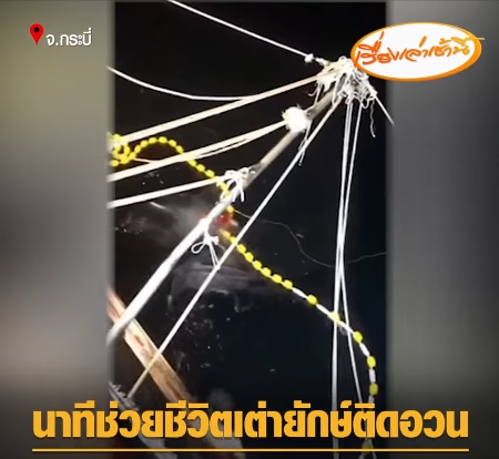 น่าชื่นชม!! ลูกเรือประมงเกาะรอกช่วยชีวิตเต่ามะเฟืองยักษ์พลาดติดอวน..คลิก