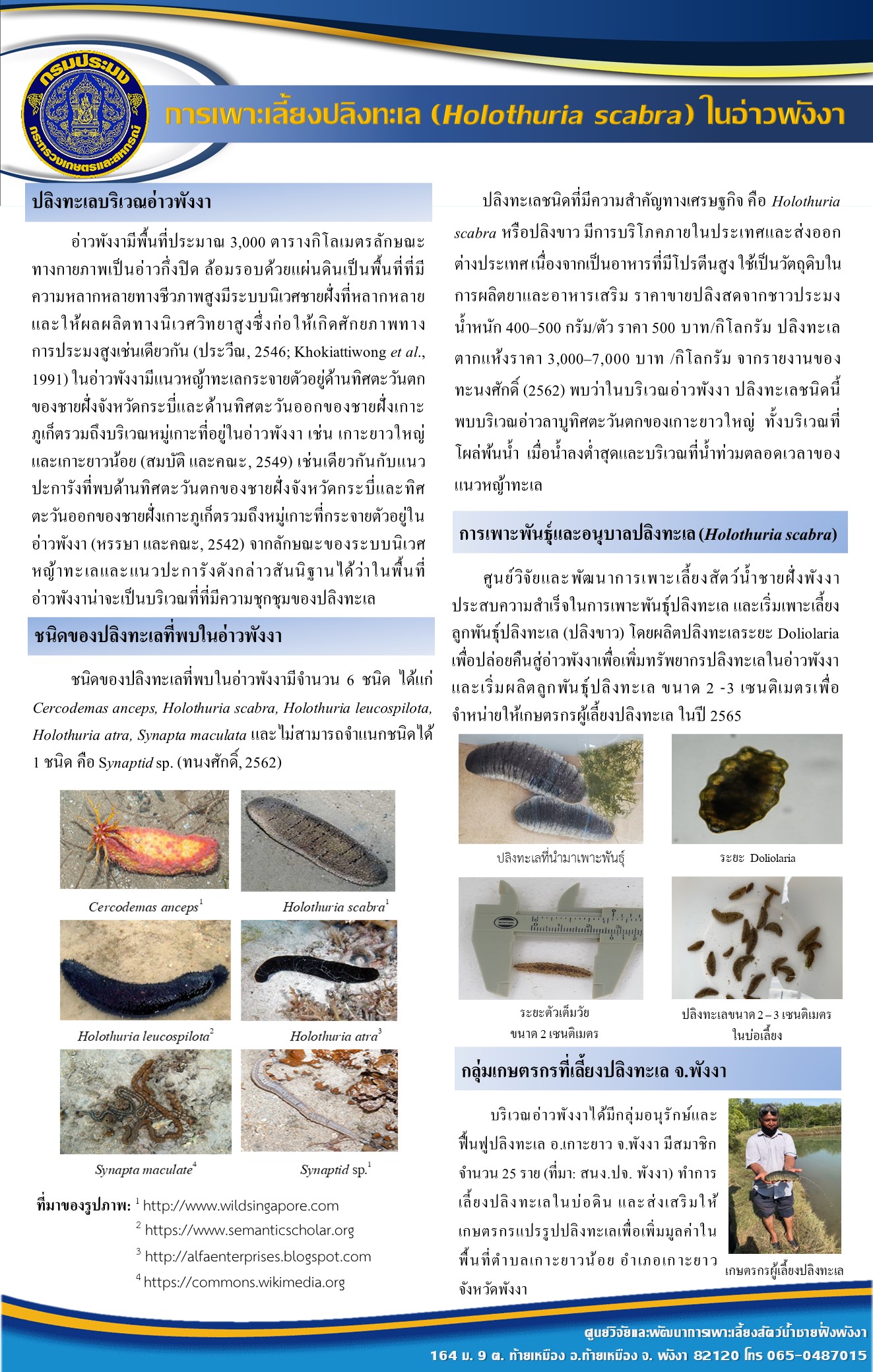 การเพาะเลี้ยงปลิงทะเล