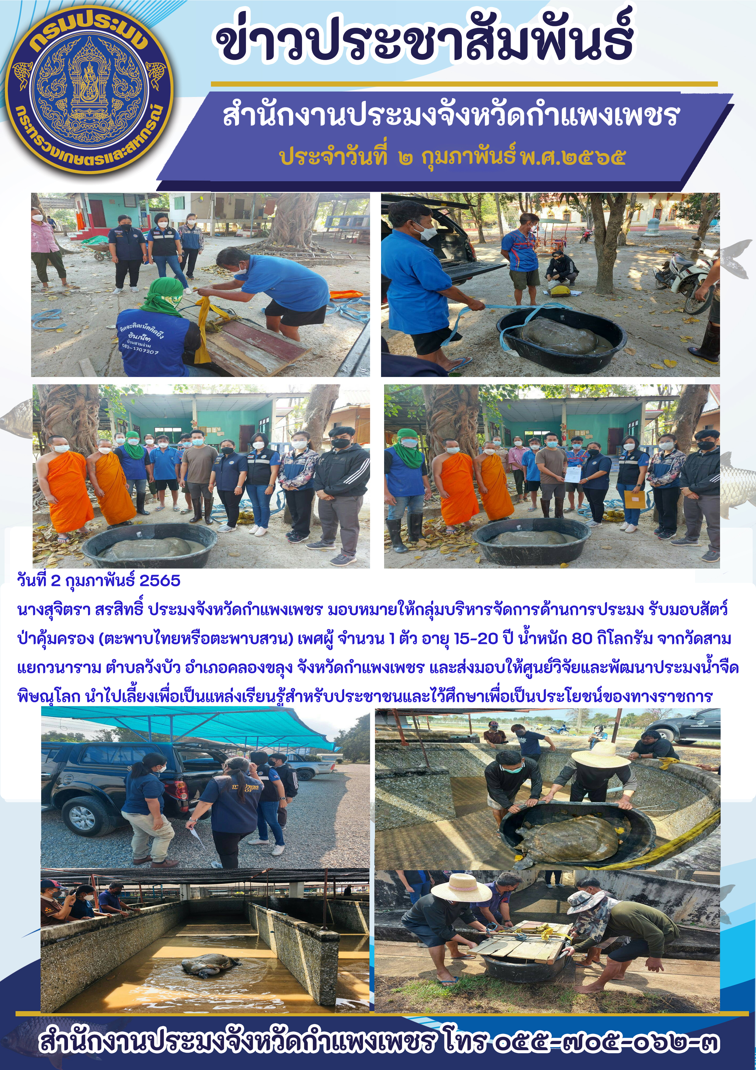 ประมงจังหวัดกำแพงเพชร มอบหมายให้กลุ่มบริหารจัดการด้านการประมง รับมอบสัตว์ป่าคุ้มครอง (ตะพาบไทยหรือตะพาบสวน) เพศผู้ จำนวน 1 ตัว อายุ 15-20 ปี น้ำหนัก 80 กิโลกรัม จากวัดสามแยกวนาราม ตำบลวังบัว อำเภอคลองขลุง จังหวัดกำแพงเพชร และส่งมอบให้ศูนย์วิจัยและพัฒนาประมงน้ำจืดพิษณุโลก นำไปเลี้ยงเพื่อเป็นแหล่งเรียนรู้สำหรับประชาชนและไว้ศึกษาเพื่อเป็นประโยชน์ของทางราชกา..คลิก