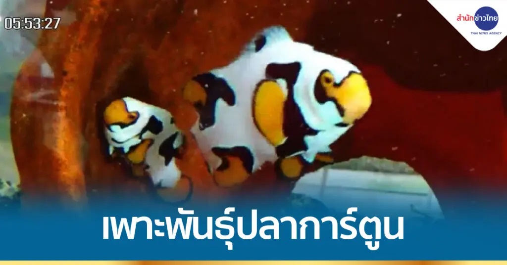 ศูนย์วิจัยและพัฒนาประมงชายฝั่ง จ.ตรัง เพาะพันธุ์ปลาการ์ตูน หรือปลานีโม่ จำหน่ายให้กับเกษตรกรสนใจซื้อลูกปลาการ์ตูนไปเพาะเลี้ยงเพื่อให้ได้ขนาด ก่อนจะส่งขายให้พ่อค้าที่สนใจทั้งในและต่างประเทศ สร้างรายได้เสริม