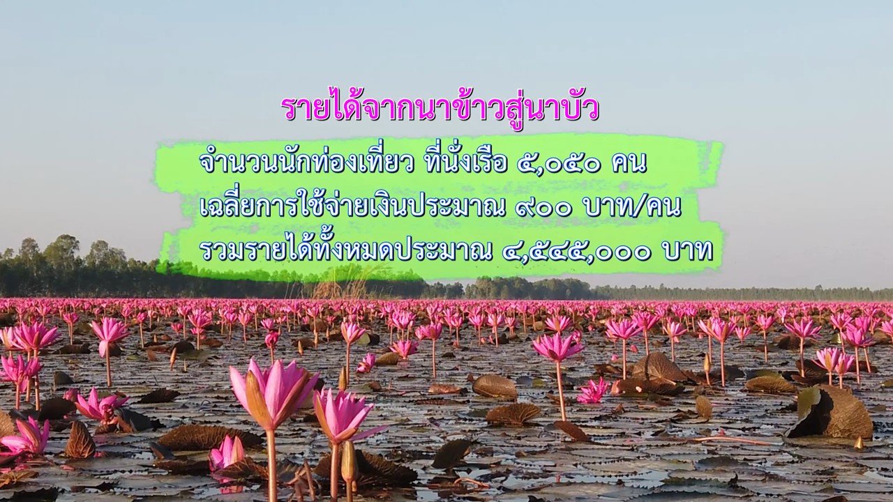 จากนาข้าวสู่นาบัว บึงบอระเพ็ด จังหวัดนครสวรรค์..คลิก