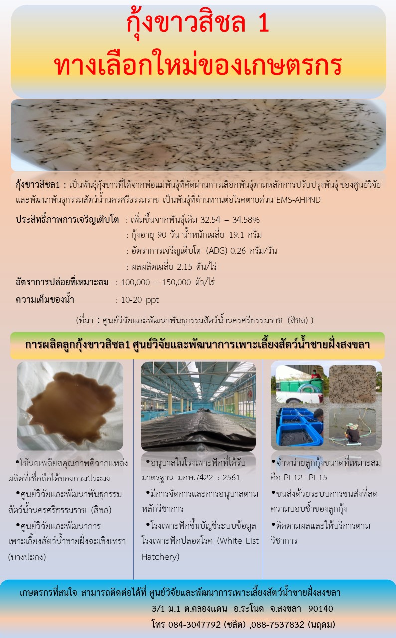 กุ้งขาวสิชล 1 ทางเลือกใหม่ของเกษตรกร..คลิก