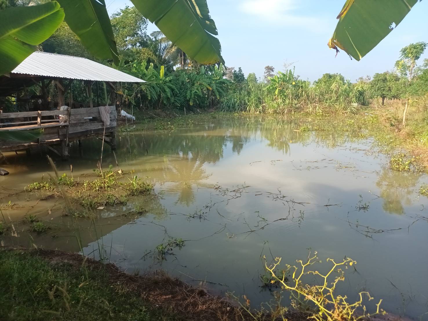 ประมงอำเภอเดชอุดม ตรวจเยี่ยม ติดตาม ศพก.เครือหลัก  ต.กลาง อ.เดชอุดม  จ.อุบลฯ..คลิก