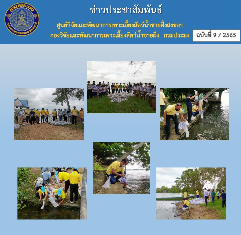 ศูนย์วิจัยและพัฒนาการเพาะเลี้ยงสัตว์น้ำชายฝั่งสงขลาร่วมกับสำนักงานประมงจังหวัดสงขลา โดยประมงอำเภอสิงหนคร ได้ร่วมปล่อยพันธุ์กุ้งกุลาดำ..คลิก