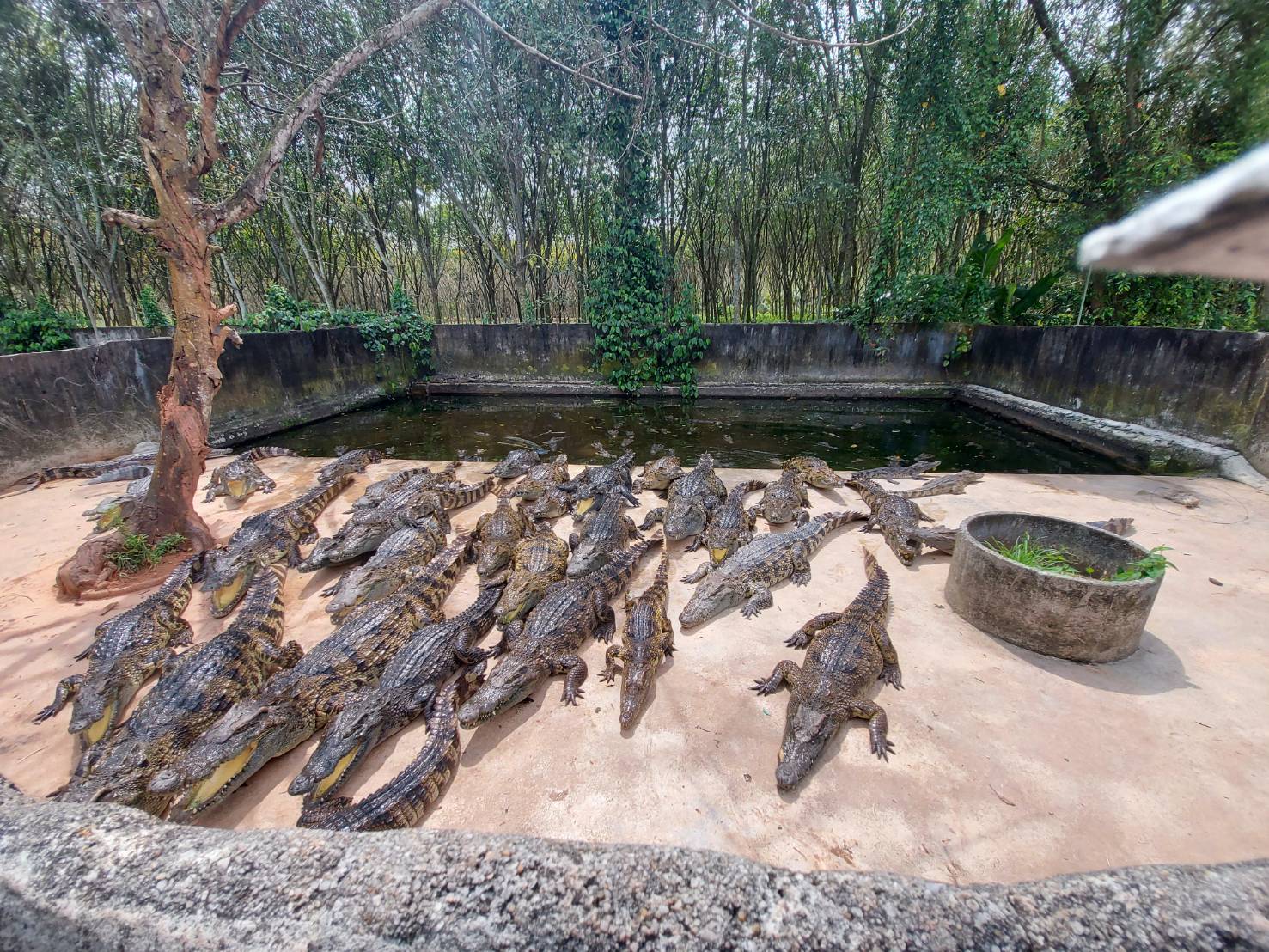 ประมงอำเภอเขาชัยสน ลงพื้นที่ติดตามให้คำแนะนำเกษตรกรผู้เพาะเลี้ยงจระเข้ในอำเภอเขาชัยสน จังหวัดพัทลุง