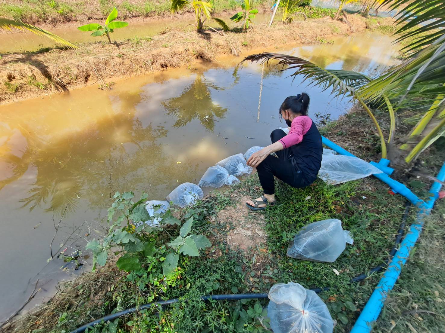 ประมงอำเภอพิบูลมังสาหารได้ซื้อลูกพันธ์ปลานิลมาปล่อยในบ่อตามโครงการศูนย์ ศพก.เครือข่าย ในพื้นที่อำเภอตาลสุม..คลิก