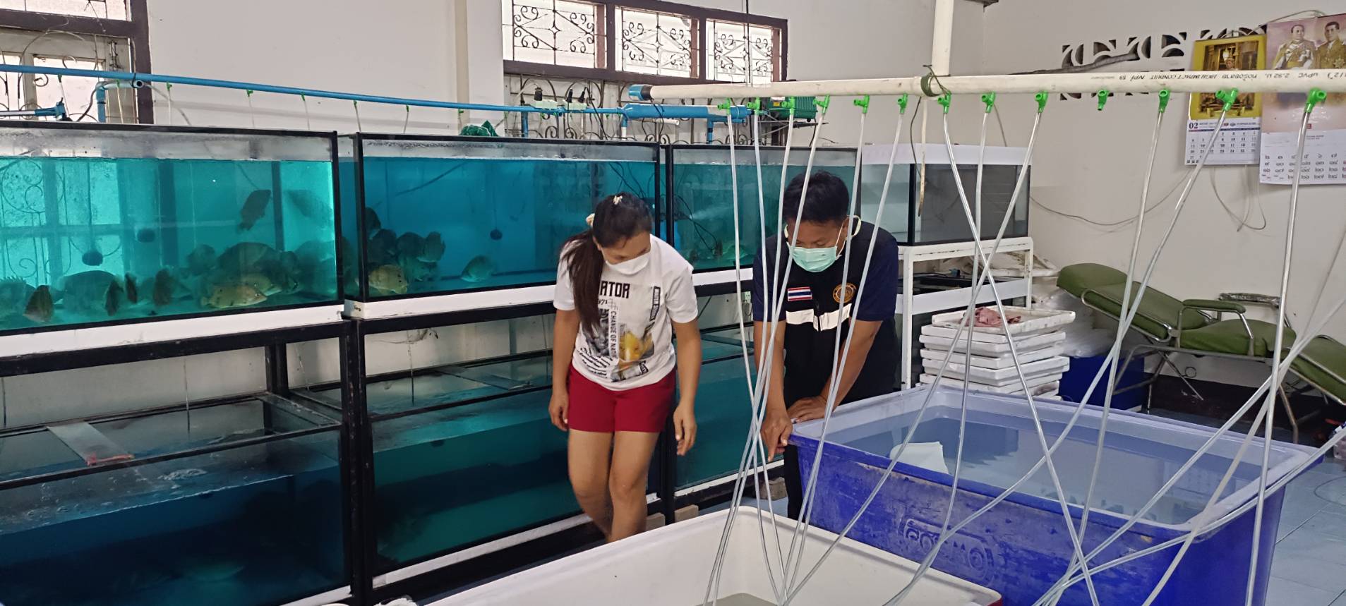 ประมงอำเภอโขงเจียม และคณะกรรมการบริหารจัดการแหล่งน้ำหนองพายใหญ่ ร่วมดำเนินการสำรวจปริมาณการจับ ต่อหน่วยการลงแรง (CPUE)..คลิก