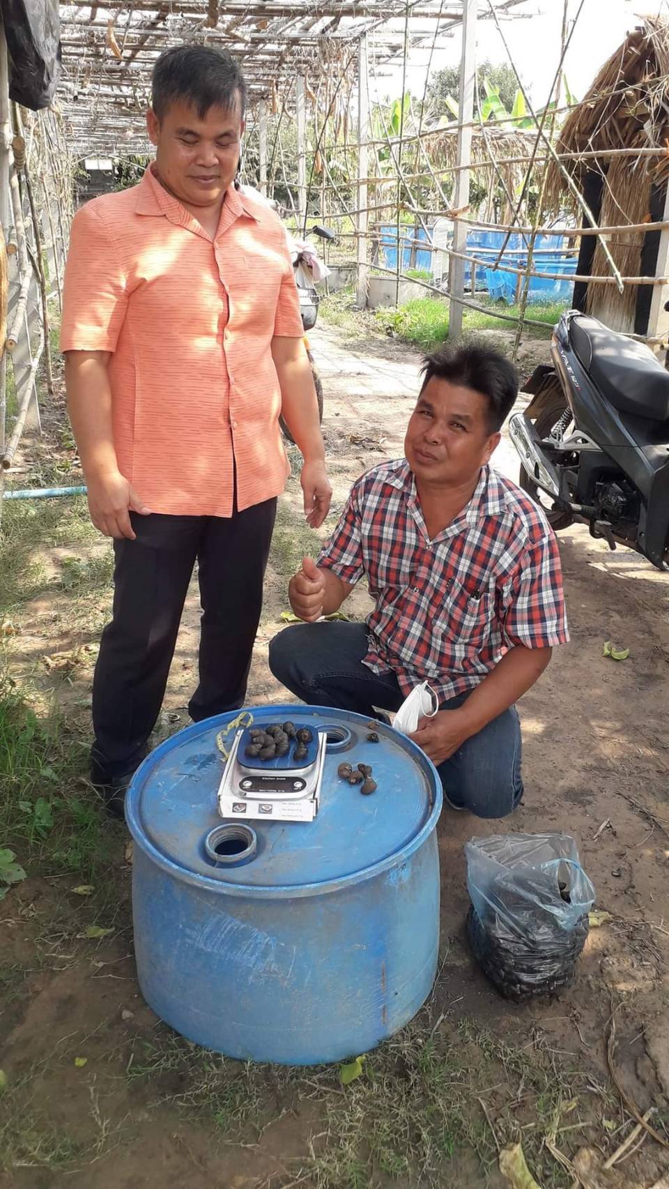 ประมงอำเภอม่วงสามสิบ ให้คำแนะนำนายสมพร  สัจธรรม เกษตรกรศูนย์เครือข่ายด้ายการประมง ในการเลี้ยงหอยขมร่วมกับการเลี้ยงปลาตะเพียนขาว..คลิก
