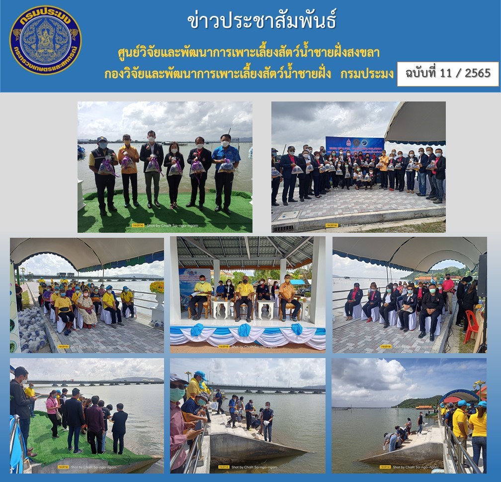 นายนิคม ละอองศิริวงศ์ ผู้อำนวยการศูนย์วิจัยและพัฒนาการเพาะเลี้ยงสัตว์น้ำชายฝั่งสงขลา พร้อมด้วย นายชลิต  สง่างาม นักวิชาการประมงชำนาญการ ร่วมกิจกรรมปล่อยสัตว์น้ำลงสู่ทะเลสาบสงขลา ณ วัดแหลมพ้อ..คลิก