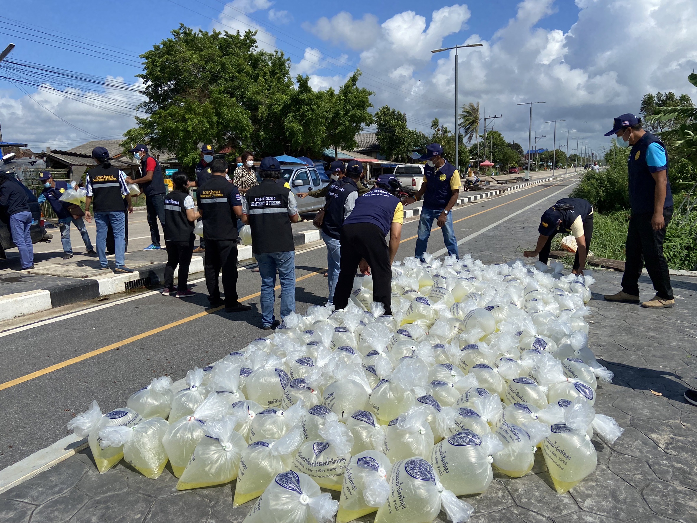 กลุ่มบริหารจัดการด้านการประมง ร่วมปล่อยพันธุ์สัตว์น้ำ โครงการฟื้นฟูทรัพยากรประมงในทะเลสาบสงขลา อำเภอควนขนุน