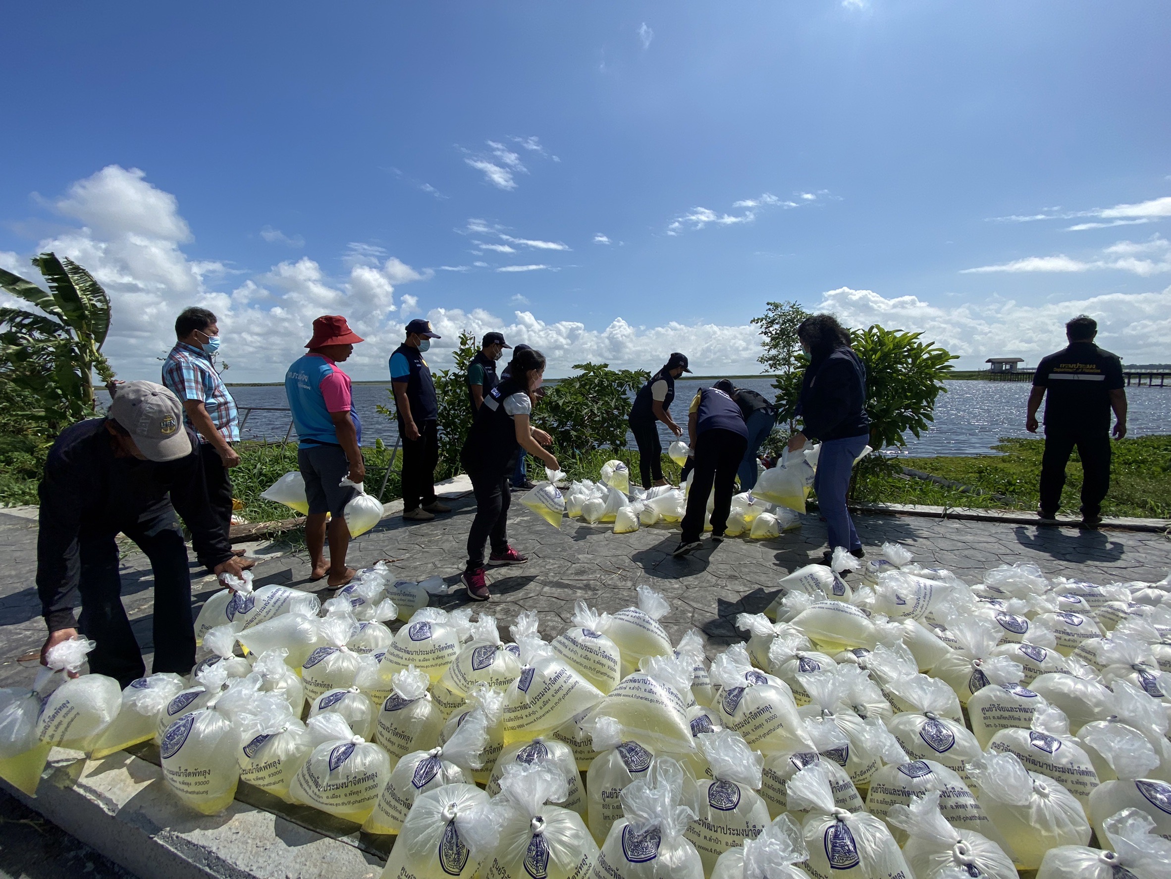 กลุ่มบริหารจัดการด้านการประมง ร่วมปล่อยพันธุ์สัตว์น้ำ โครงการฟื้นฟูทรัพยากรประมงในทะเลสาบสงขลา อำเภอควนขนุน..คลิก