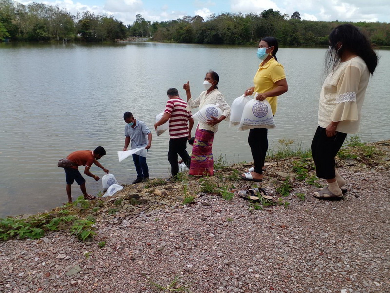สนับสนุนพันธุ์ปลากินพืช เพื่อปล่อยลงสู่แหล่งน้ำ อำเภอศรีบรรพต จังหวัดพัทลุง..คลิก