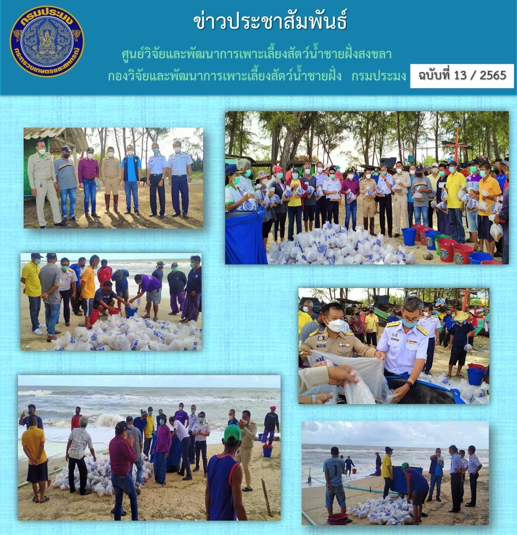 ศูนย์วิจัยและพัฒนาการเพาะเลี้ยงสัตว์น้ำชายฝั่งสงขลา ร่วมกับสำนักงานประมงจังหวัดสงขลา โดยนายนิรันดร์ อุบลสุวรรณ ประมงอำเภอระโนด ร่วมกิจกรรมปล่อยพันธุ์กุ้งแชบ๊วย..คลิก