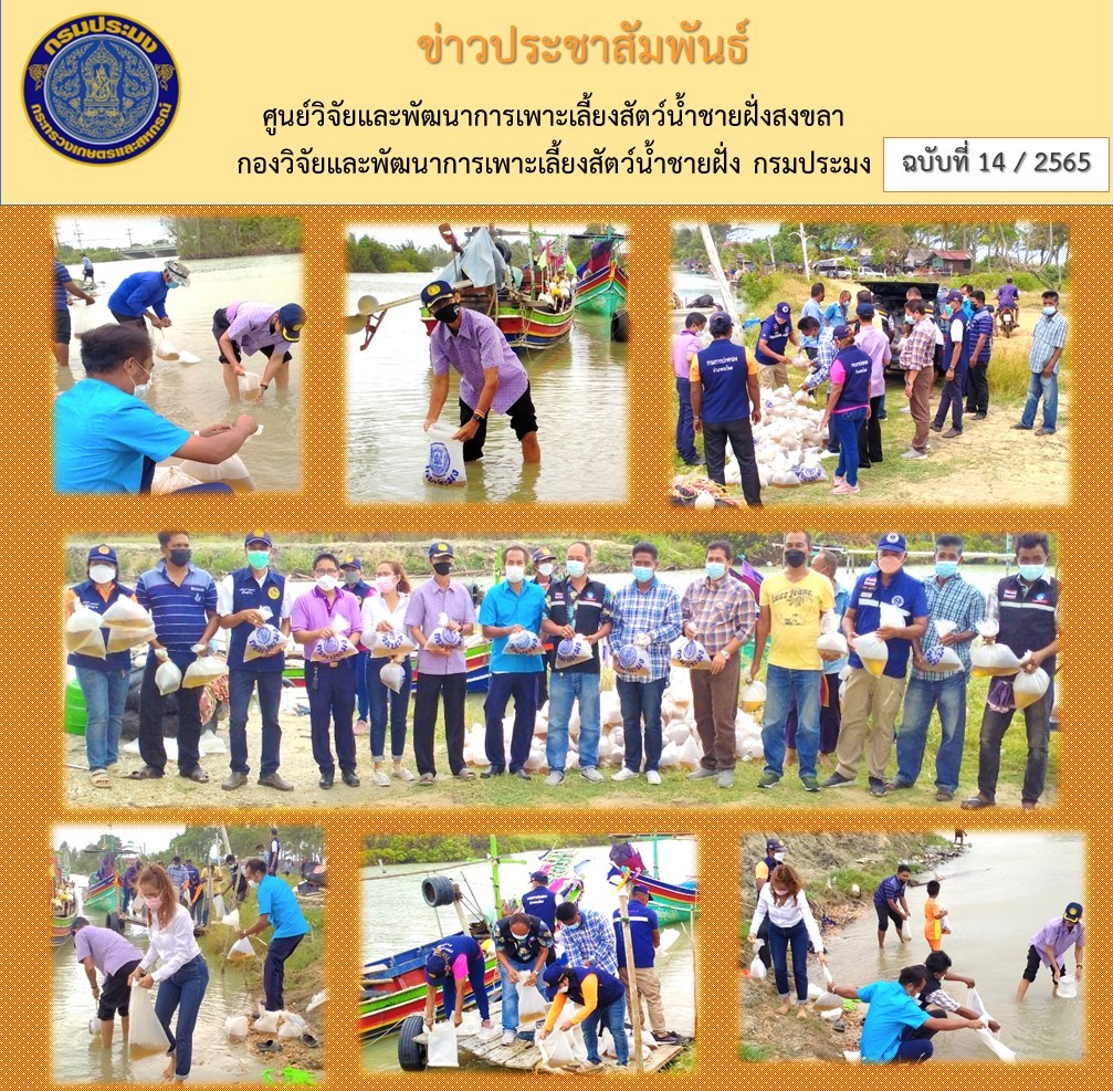นายนิคม ละอองศิริวงศ์ ผู้อำนวยการศูนย์วิจัยและพัฒนาการเพาะเลี้ยงสัตว์น้ำชายฝั่งสงขลา พร้อมด้วยเจ้าหน้าที่ศูนย์ฯ ร่วมกับสำนักงานประมงจังหวัดสงขลา โดยประมงอำเภอระโนด  ผู้ใหญ่บ้านหมู่ที่ 1  นายกองค์การบริหารส่วนตำบลคลองแดน สมาชิกองค์การบริหารส่วนตำบลคลองแดน  และราษฎรในพื้นที่จัดกิจกรรมปล่อยพันธุ์สัตว์น้ำ..คลิก