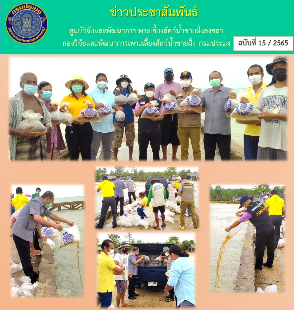 ศูนย์วิจัยและพัฒนาการเพาะเลี้ยงสัตว์น้ำชายฝั่งสงขลา ร่วมกับสำนักงานประมงจังหวัดสงขลา โดยนายชูศักดิ์ บริสุทธิ์ ประมงอำเภอสทิงพระ ร่วมกิจกรรมปล่อยพันธุ์สัตว์น้ำ..คลิก