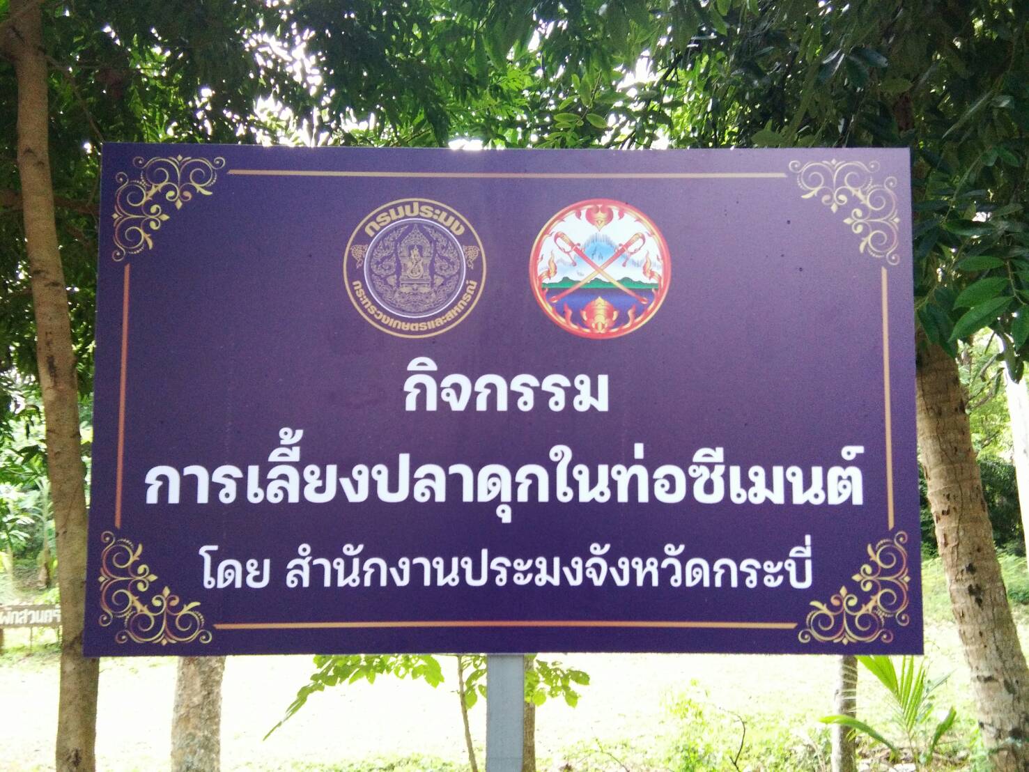 ปล่อยปลาดุกลงเลี้ยงในจุดสาธิต กิจกรรมการเลี้ยงปลาในท่อซีเมนต์ ณ จวนผู้ว่าราชการจังหวัดกระบี่..คลิก