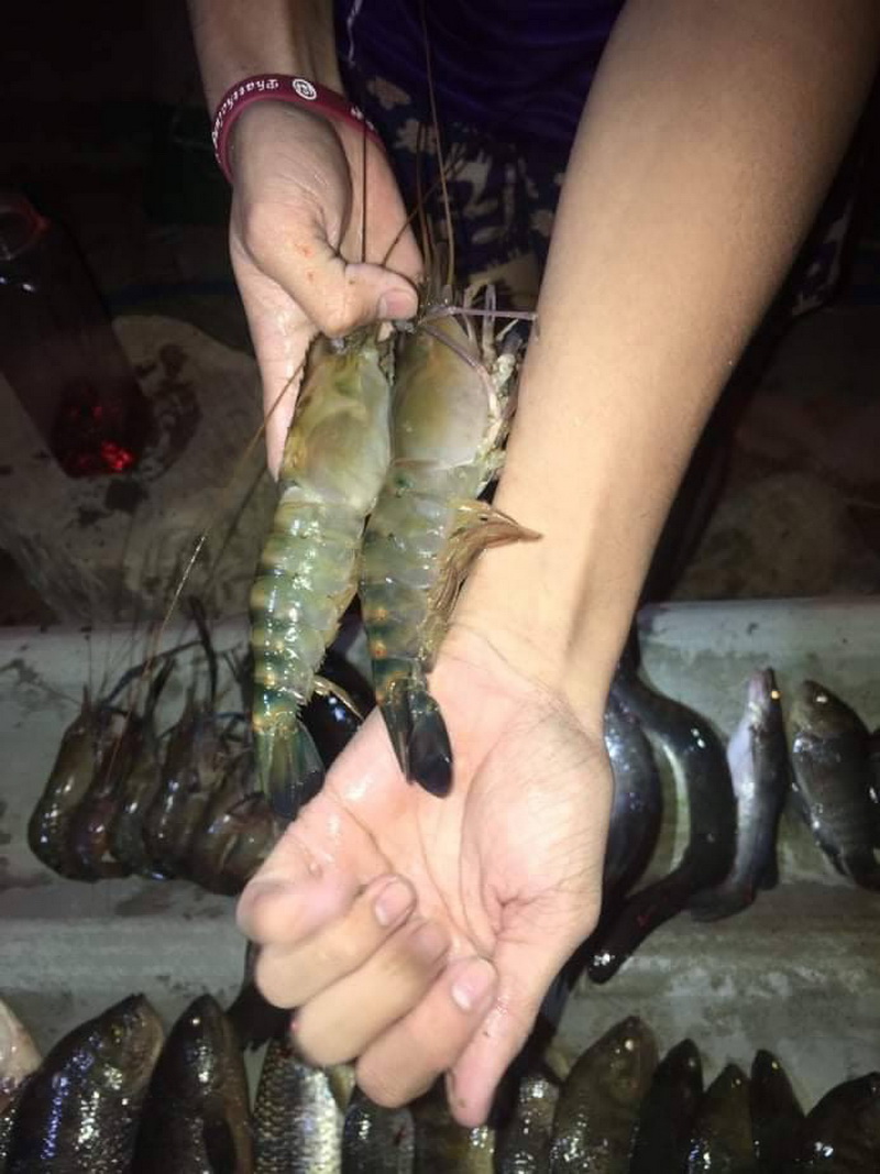 ผลผลิตจากการปล่อยพันธุ์กุ้งก้ามกราม ลงสู่คลองวงศ์ อำเภอศรีนครินทร์ จังหวัดพัทลุง..คลิก