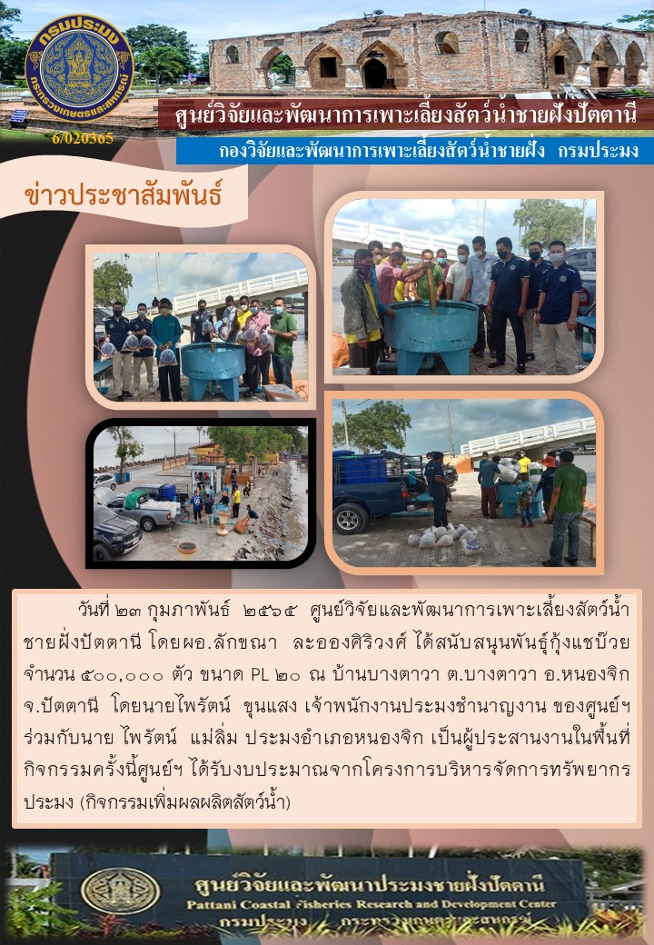 กิจกรรมปล่อยพันธุ์กุ้งแชบ๊วย จำนวน 500,000ตัว บริเวณบ้านบางตาวา อำเภอหนองจิก จังหวัดปัตตานี..คลิก