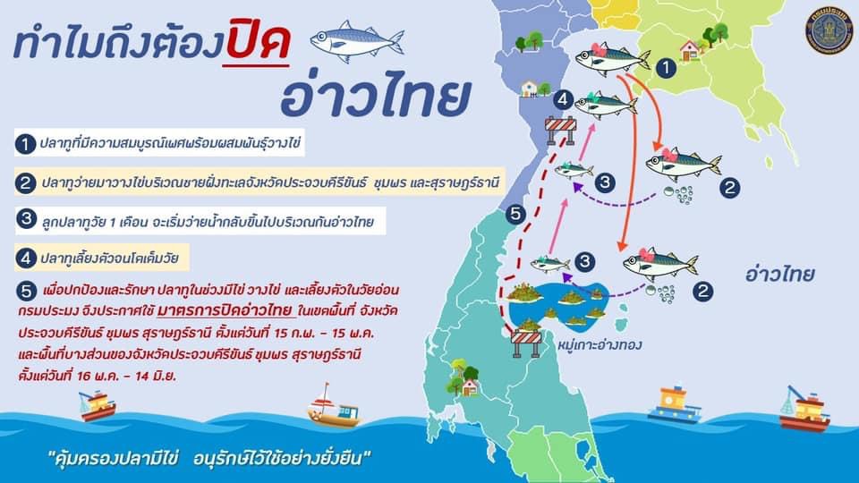 ด่านตรวจประมงสมุทรสงคราม ขอแจ้งข่าวประชาสัมพันธ์ เรื่องการประกาศใช้มาตรการบริหารจัดการทรัพยากรสัตว์น้ำมีไข่ วางไข่ เลี้ยงตัวอ่อน ในทะเลอ่าวไทยตอนกลาง ครอบคลุมเขตพื้นที่บางส่วนของจังหวัดประจวบคีรีขันธ์ ชุมพร สุราษฎร์ธานี ระหว่างวันที่ 15 กุมภาพันธ์ ถึง 15 พฤษภาคม 2565 เป็นระยะเวลา 90 วัน ต่อด้วยเขตชายฝั่งทะเลตามแผนที่แนบท้ายของประกาศปิดอ่าวไทยตอนกลางและเขตต่อเนื่องปลายแหลมเขาม่องไล่ ถึง อำเภอหัวหิน จังหวัดประจวบคีรีขันธ์ ระหว่างวันที่ 16 พฤษภาคม ถึง 14 มิถุนายน 2565 เป็นระยะเวลา 30 วัน โดยขอให้ชาวประมงเพิ่มความระมัดระวังในการทำการประมงในเขตพื้นที่ปิดอ่าว เพื่อเป็นการอนุรักษ์ฟื้นฟูทรัพยากรสัตว์น้ำให้มีใช้อย่างยั่งยืน และให้เกิดความสมดุลเหมาะสมกับการประกอบอาชีพของพี่น้องชาวประมง..คลิก