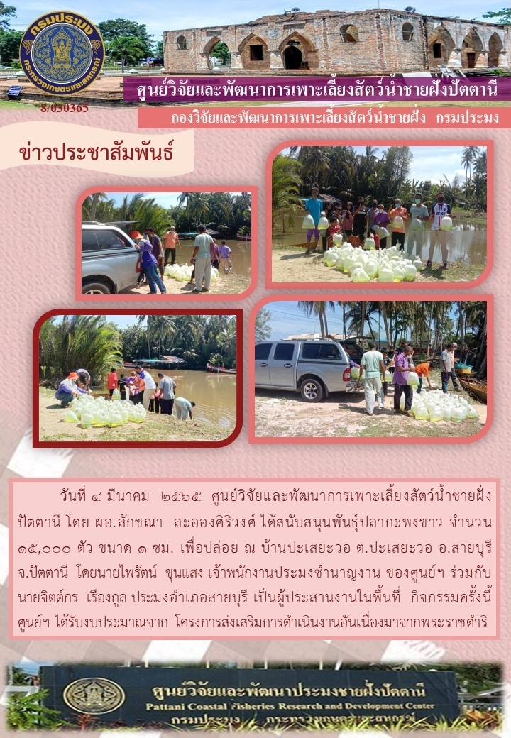 กิจกรรมปล่อยพันธ์ุปลากะพงขาว จำนวน 15,000 ตัว บริเวณบ้านปะเสยะวอ อ.สายบุรี จ.ปัตตานี..คลิก