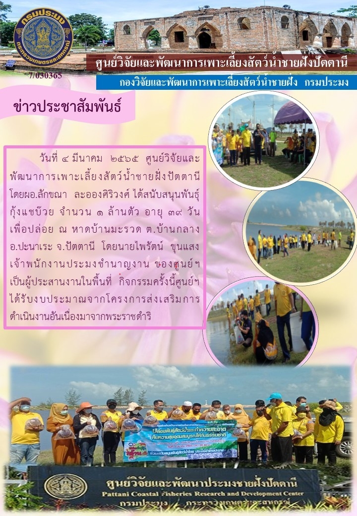กิจกรรมปล่อยพันธุ์กุ้งแชบ๊วย จำนวน 1,000,000ตัว บริเวณหาดบางมะรวด อำเภอปานาเระ จังหวัดปัตตานี..คลิก