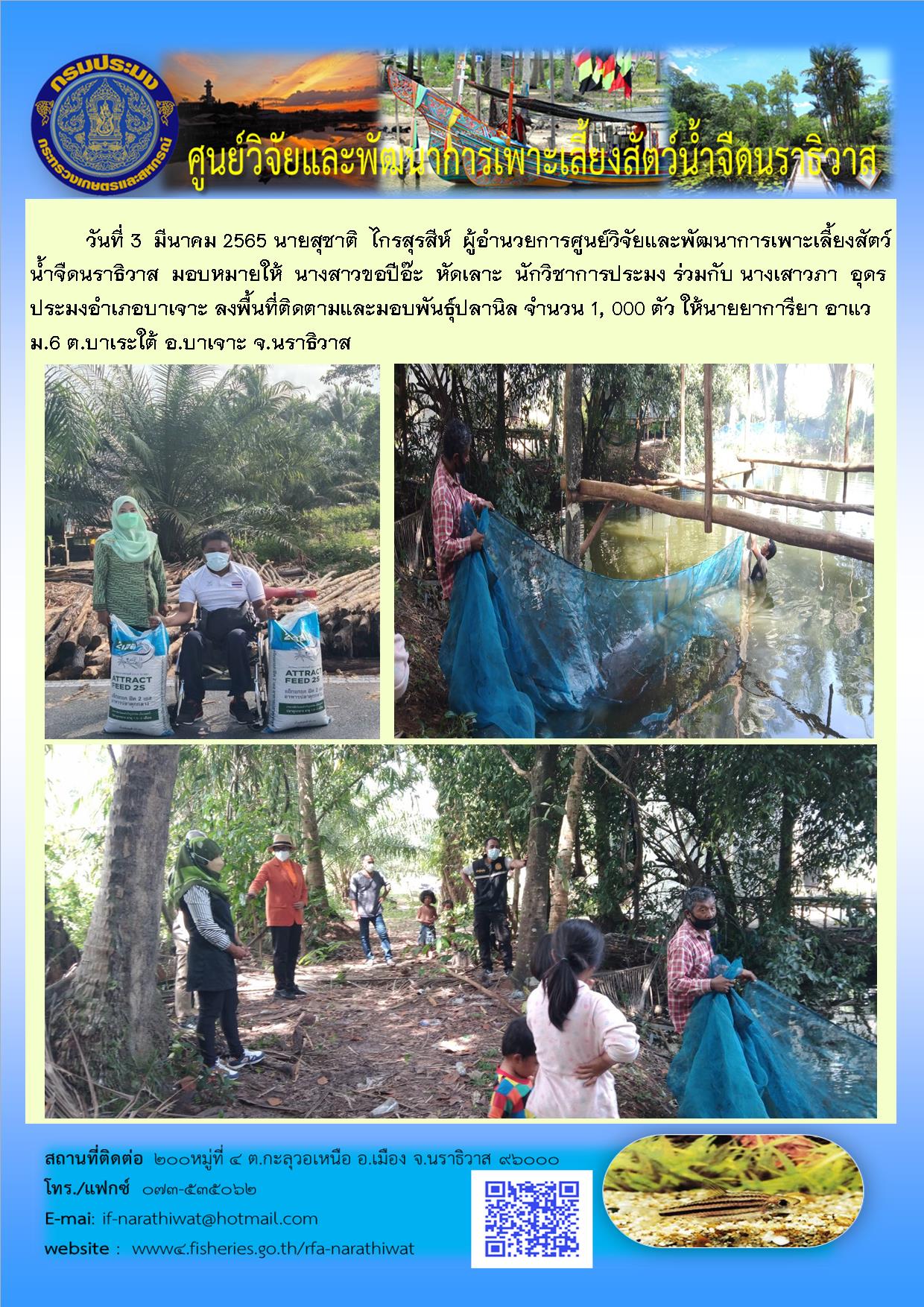 ติดตามและมอบพันธุ์ปลานิล..คลิก