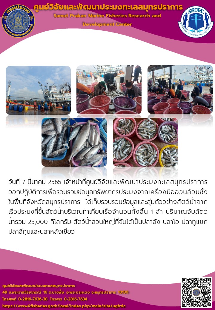 เจ้าหน้าที่ศูนย์วิจัยและพัฒนาประมงทะเลสมุทรปราการ ออกปฏิบัติการเพื่อรวบรวมข้อมูลทรัพยากรประมงจากเครื่องมืออวนล้อมซั้ง ในพื้นที่จังหวัดสมุทรปราการ..คลิก