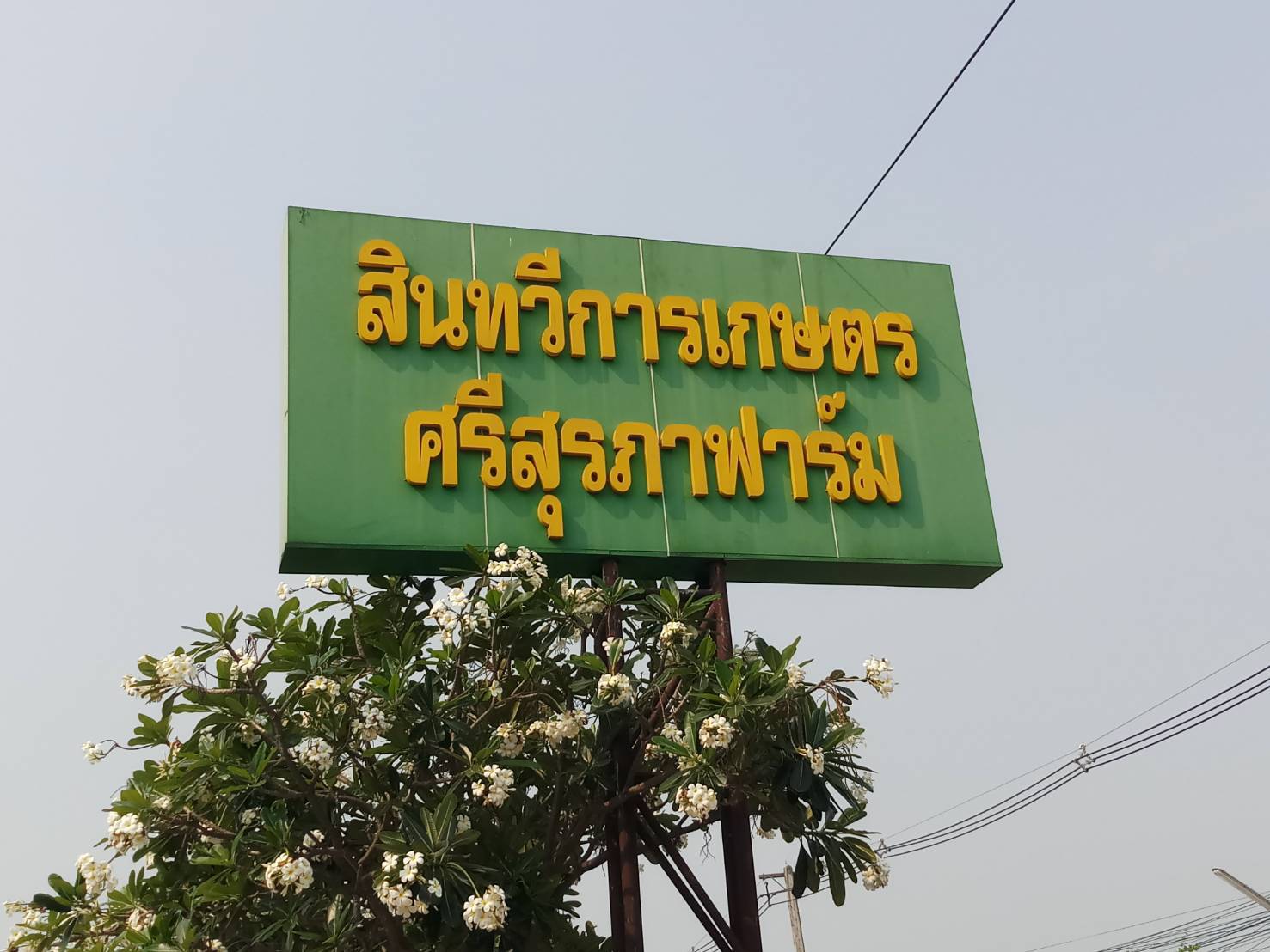 สำรวจปริมาณและราคาวัตถุดิบอาหารสัตว์และปุ๋ยของผู้ประกอบการ จำนวน 3 รายในพื้นที่อำเภอเมืองศรีสะเกษ ที่สืบเนื่องมาจากวัตถุดิบอาหารสัตว์และปุ๋ย มีราคาสูงขึ้น ซึ่งส่งผลกระทบต่อผู้มีอาชีพเลี้ยงสัตว์และเกษตรกรจำนวนมาก..คลิก