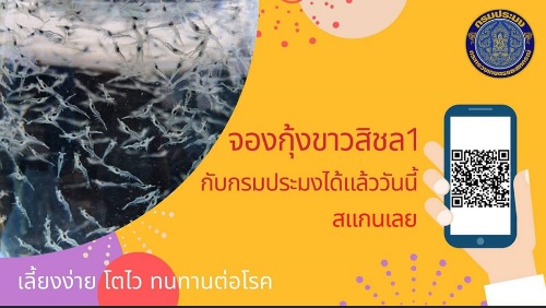 กรมประมงเปิดให้จองพันธุ์กุ้งขาว(กุ้งขาวสิชล 1)ผ่านช่องทาง line Qr code..คลิก