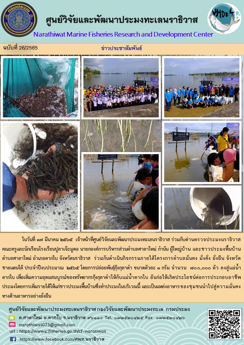 การปล่อยพันธุ์กุ้งกุลาดำ ขนาดตัวละ 1 กรัม กิจกรรมภายใต้โครงการตำบลมั่นคง มั่งคั่ง ยั่งยืน จังหวัดชายแดนใต้ ประจำปีงบประมาณ  2565..คลิก