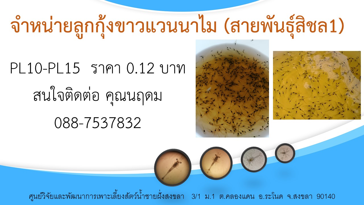 จำหน่ายลูกพันธุ์กุ้งขาว(สายพันธุ์สิชล1)..คลิก