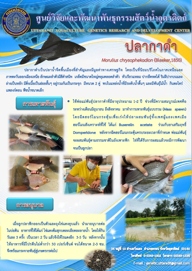 การเพาะพันธุ์แและอนุบาลปลากาดำ