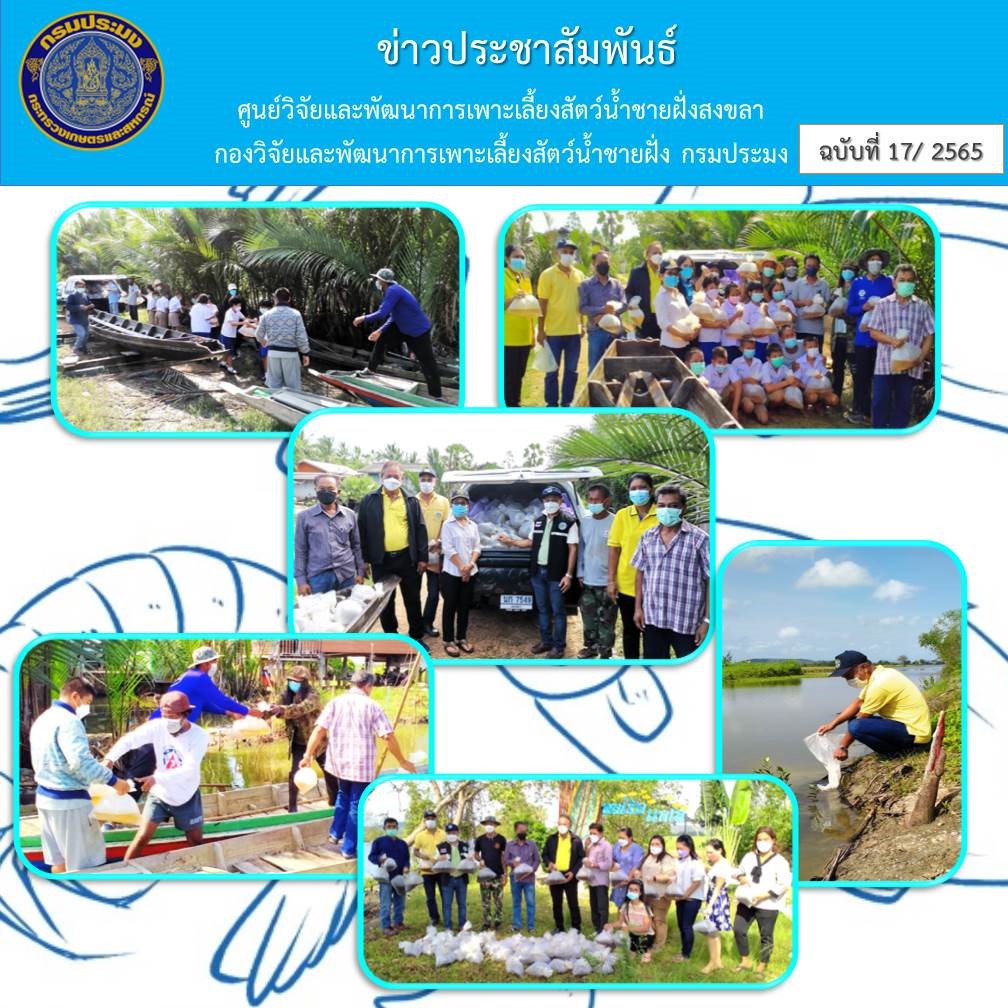 ศูนย์วิจัยและพัฒนาการเพาะเลี้ยงสัตว์น้ำชายฝั่งสงขลา ร่วมกับสำนักงานประมงจังหวัดสงขลา โดยสำนักงานประมงอำเภอสทิงพระ ปล่อยพันธุ์กุ้งกุลาดำ..คลิก