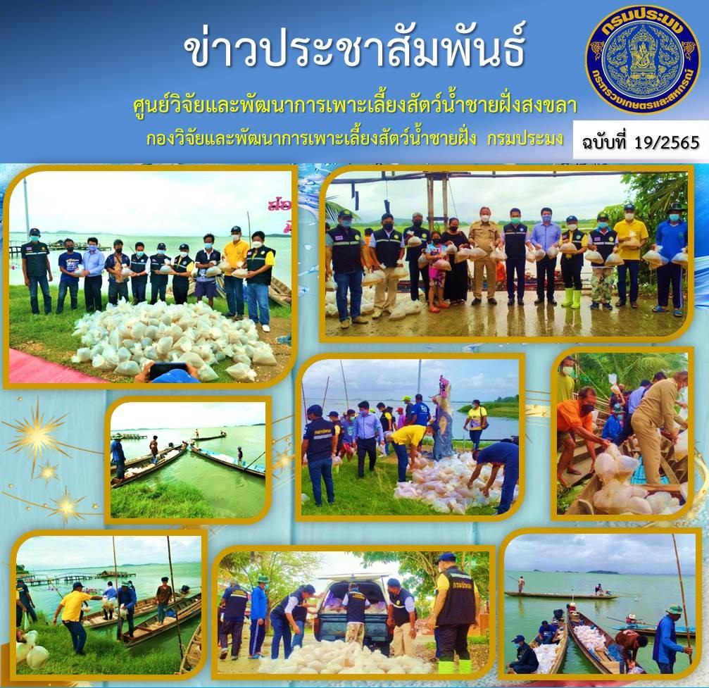 ศูนย์วิจัยและพัฒนาการเพาะเลี้ยงสัตว์น้ำชายฝั่งสงขลา โดยนายชลิต สง่างาม นักวิชาการประมงชำนาญการ พร้อมด้วยเจ้าหน้าที่ นำลูกพันธุ์กุ้งกุลาดำเพื่อปล่อยลงสู่ทะเลสาบสงขลา..คลิก