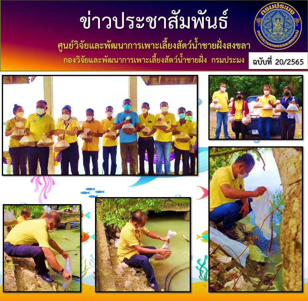ศูนย์วิจัยและพัฒนาการเพาะเลี้ยงสัตว์น้ำชายฝั่งสงขลา ร่วมกับสำนักงานประมงจังหวัดสงขลา โดยสำนักงานประมงอำเภอเมือง องค์การบริหารส่วนตำบลเกาะยอ กำนัน ผู้ใหญ่บ้าน และประชาชนในพื้นที่ ปล่อยพันธุ์กุ้งกุลาดำ..คลิก