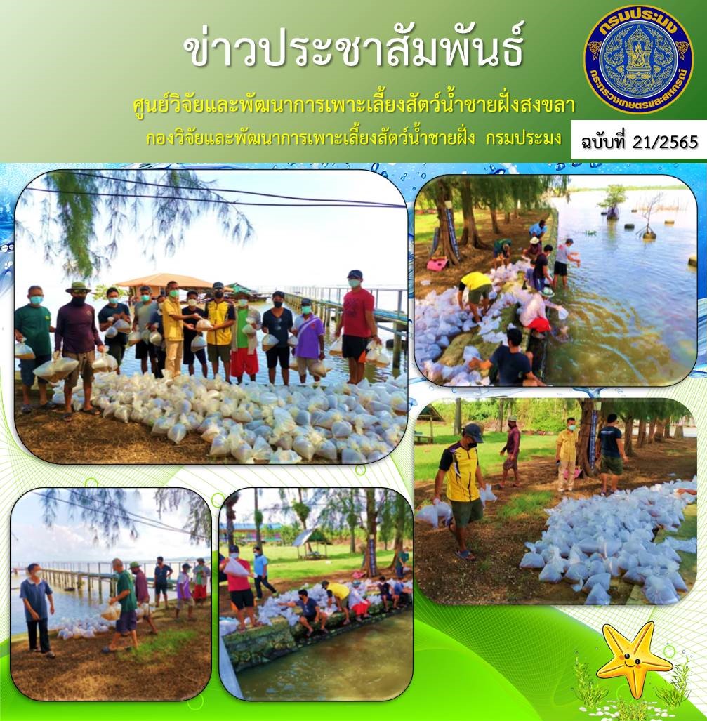 ศูนย์วิจัยและพัฒนาการเพาะเลี้ยงสัตว์น้ำชายฝั่งสงขลา ร่วมกับสำนักงานประมงจังหวัดสงขลา โดยสำนักงานประมงอำเภอหาดใหญ่ ดำเนินกิจกรรมฟื้นฟูและบริการจัดการทรัพยากรสัตว์น้ำในทะเลสาบสงขลา ปล่อยพันธุ์กุ้งกุลาดำ..คลิก