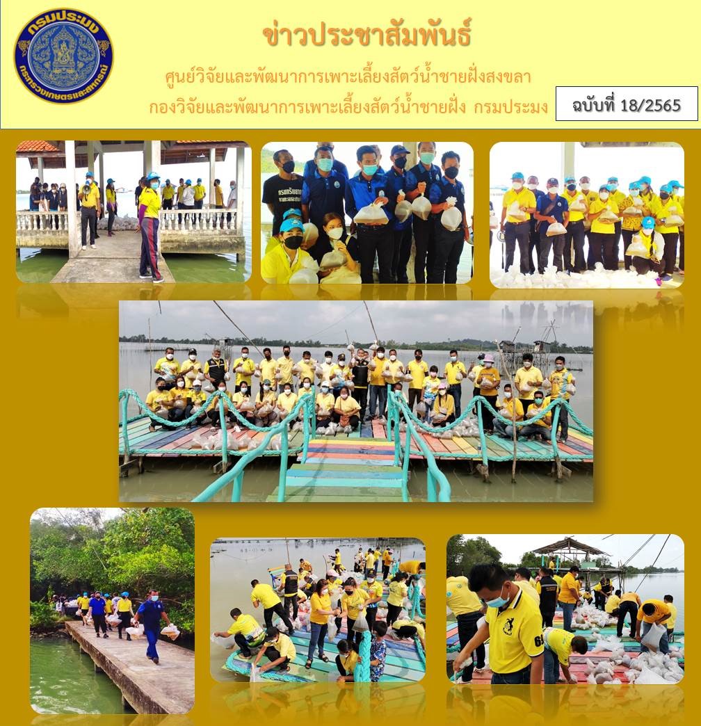 ศูนย์วิจัยและพัฒนาการเพาะเลี้ยงสัตว์น้ำชายฝั่งสงขลา สนับสนุนพันธุ์กุ้งกุลาดำแก่เทศบาลตำบลชะแล้ และองค์การบริหารส่วนตำบลเกาะยอ เพื่อปล่อยลงสู่ทะเลสาบสงขลา..คลิก
