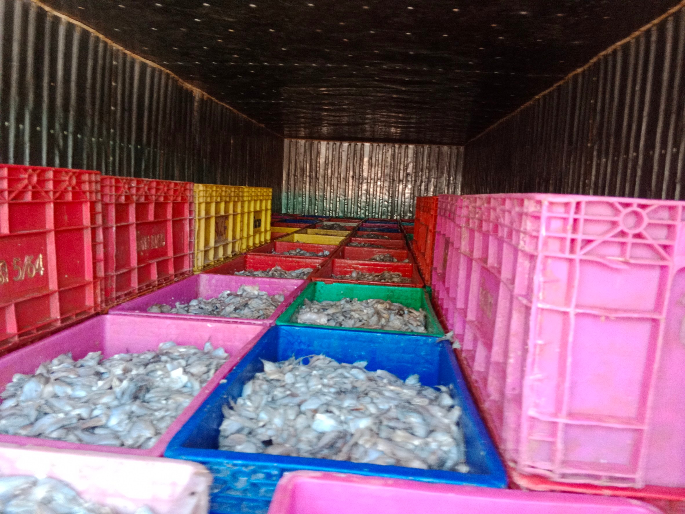 ตรวจสินค้าประมงที่นำเข้า ส่งออก ทางจุดผ่านแดนถาวรบ้านคลองลึก..คลิก