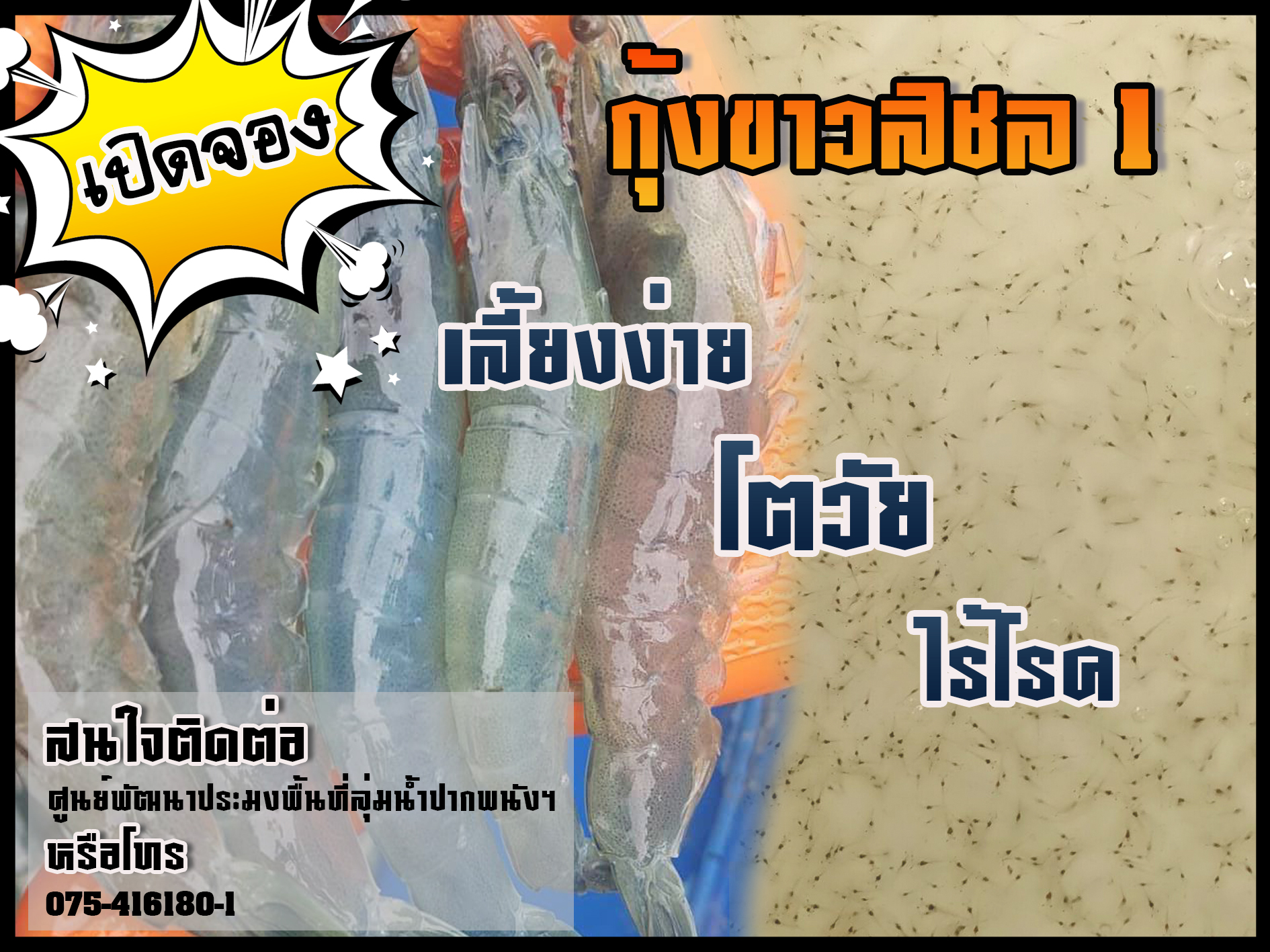 จองลูกพันธุ์กุ้งขาวสิชล 1..คลิก