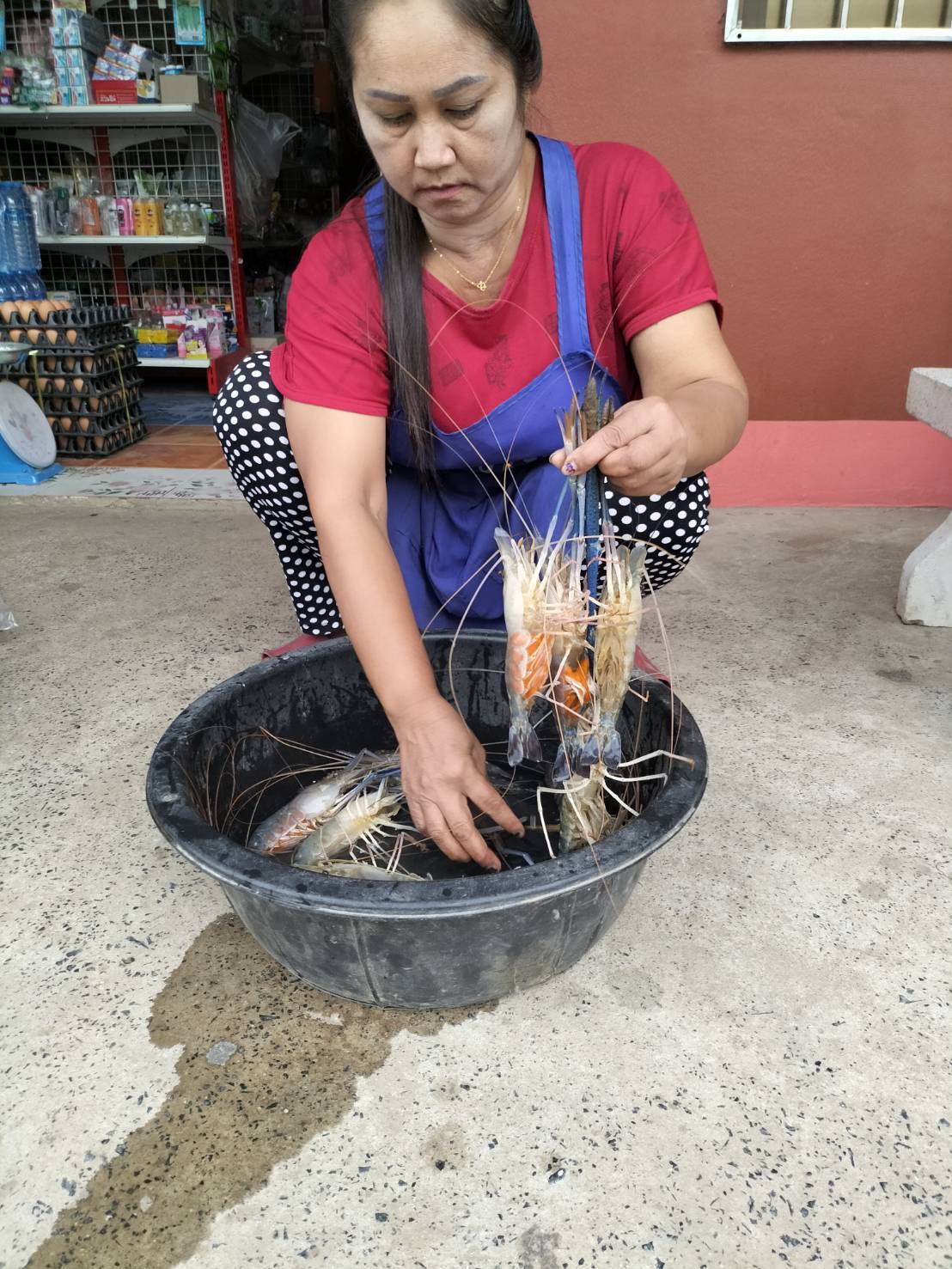 ประมงอำเภอวารินชำราบ จับกุ้งก้ามกรามโดยการทอดแห ในหนองกุดอ้อ  บ้านหนองกินเพล หมู่ 3 ต.หนองกินเพล อ.วารินชำราบ..คลิก