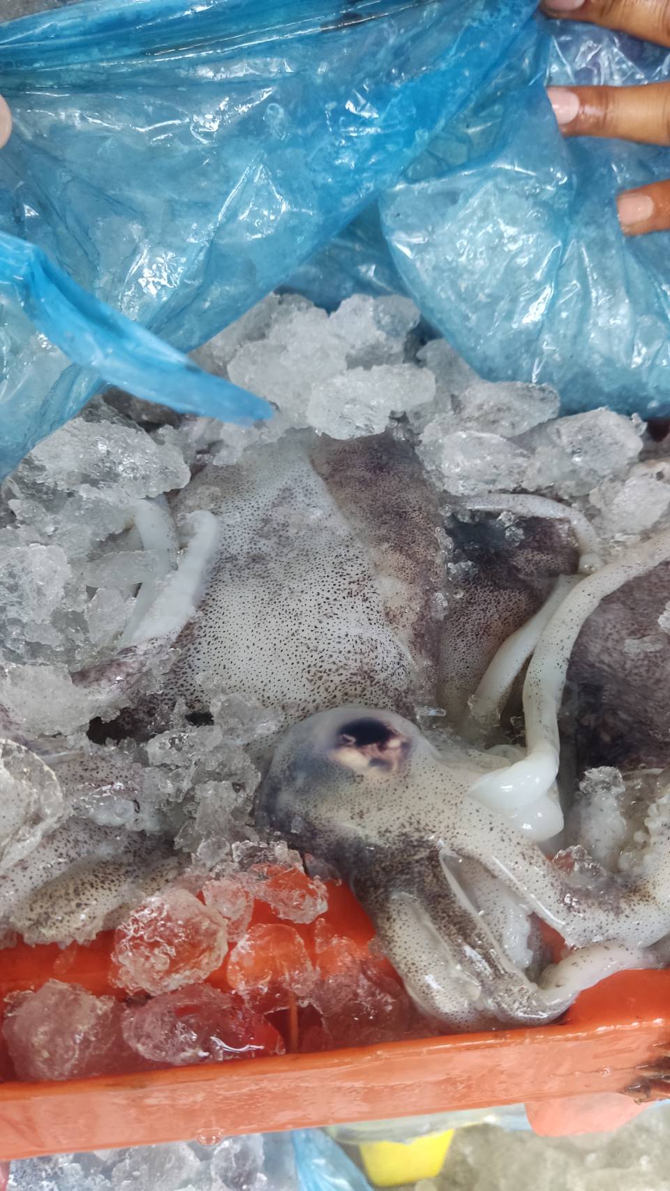 เจ้าหน้าที่ด่านตรวจประมงกาญจนบุรี ตรวจสอบสินค้าสัตว์น้ำและเอกสารการนำเข้า ปลาสำลีแช่เย็น หมึกหอมแช่เย็น ปูม้าแช่เย็นและสัตว์น้ำอื่นๆ ผ่านทางช่องทางจุดผ่านแดนถาวรบ้านพุน้ำร้อน..คลิก