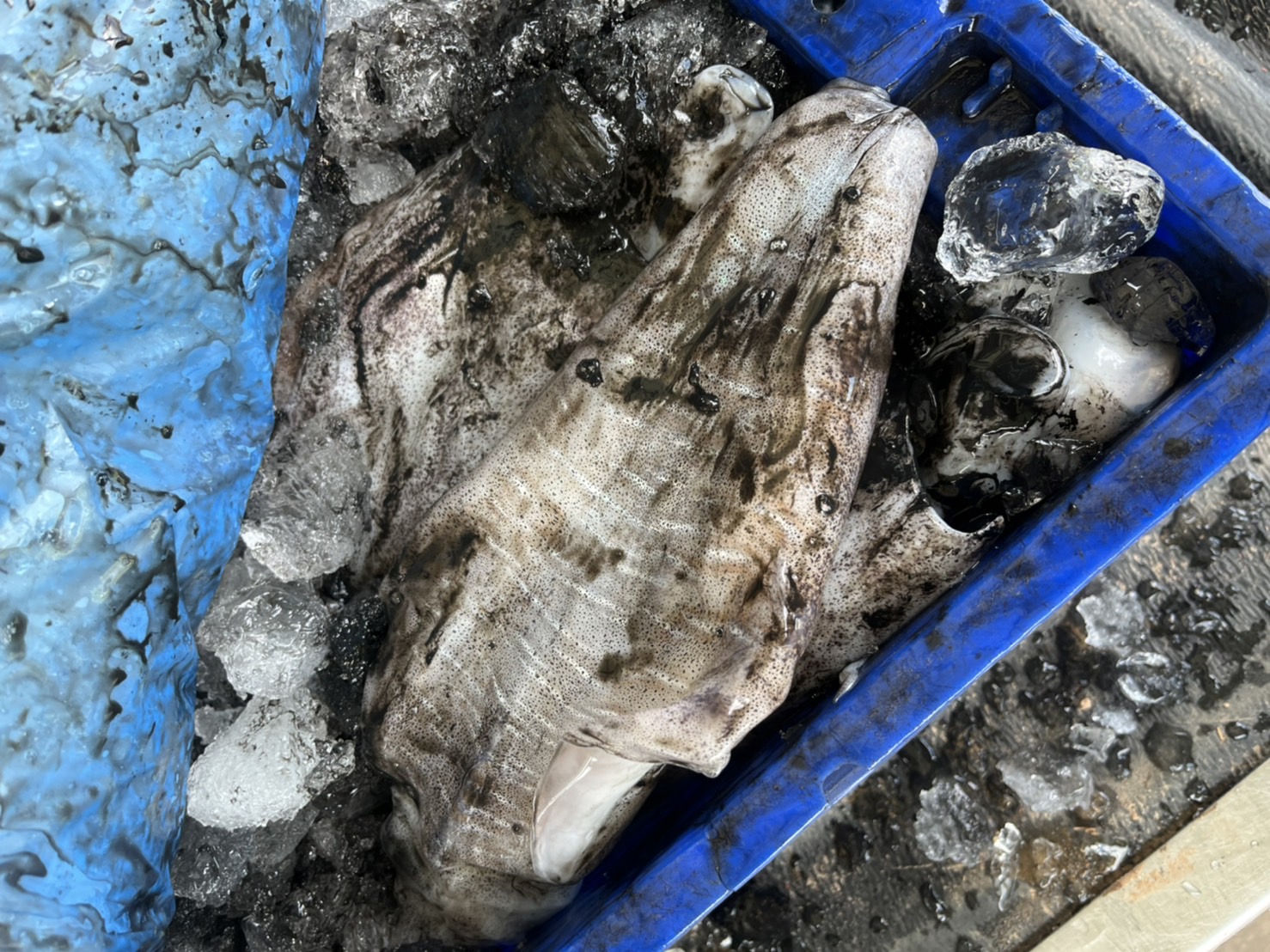 เจ้าหน้าที่ด่านตรวจประมงกาญจนบุรี ตรวจสอบสินค้าสัตว์น้ำและเอกสารการนำเข้า หมึกหอมแช่เย็น หมึกกล้วยแช่เย็นและสัตว์น้ำอื่นๆ ผ่านทางช่องทางจุดผ่านแดนถาวรบ้านพุน้ำร้อน..คลิก